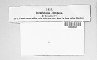 Cucurbitaria elongata image